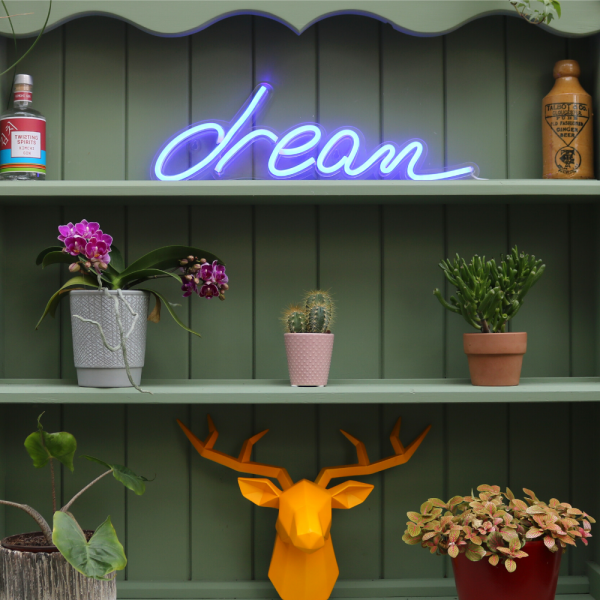 Dream Neon Blue LED Sign on Bookshelf